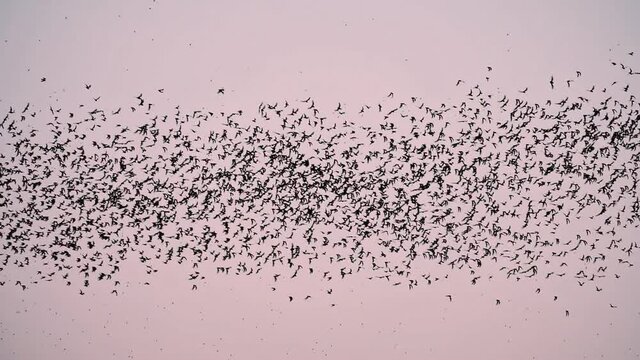 Flock of bats out of the cave to feed at dusk