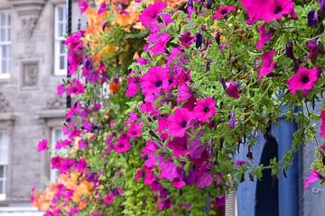 Fototapeta na wymiar Colorful flowers on the street in the old town, Edinburgh, Scotland