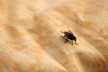 Insetto mosca Musca domestica atterrato
