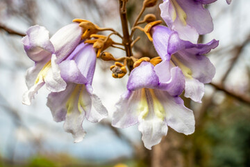 Close-up of Paulownia tree blooming flowers