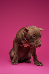 Staffordshire bullterrier dog with chain against pink background