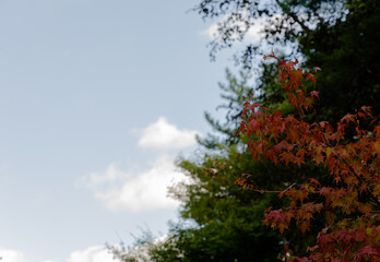 This is a picture of an autumn landscape.