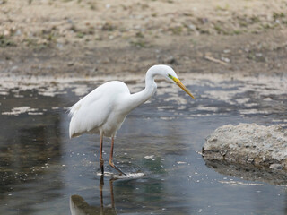 An egret hunting in the water