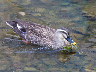Obraz premium photo of a duck swimming in the water