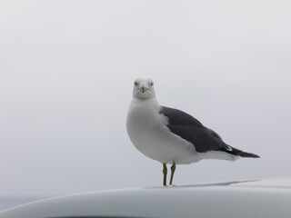 This is a picture of a seagull