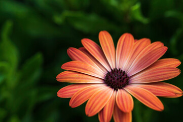 orange gerbera flower