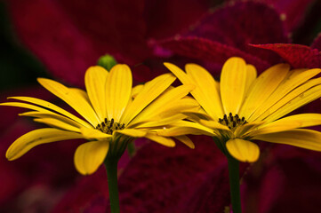 Obraz premium close up of yellow flower