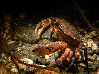 A close-up picture of a crab. Picture from The Sound, between Sweden and Denmark
