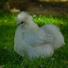 Silky white hen called "silka". © Adam