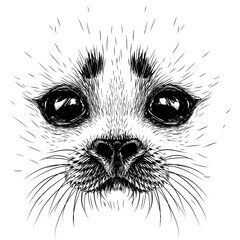 A baby seal. Graphic, black-and-white portrait of a baby seal close-up in sketch style on a white background. Digital vector graphics