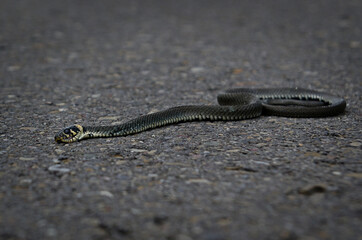 Grass snake (Natrix natrix) basking on the road on a summer morning.