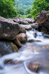 Stone river green tree leaf in forest