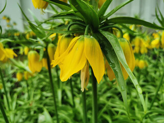 Obraz premium Imperial hazel grouse (Latin Fritillaria imperialis) yellow on a flower bed in a park on Elagin Island in St. Petersburg.