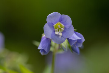 紫色の可憐な花　セイヨウハナシノブ
