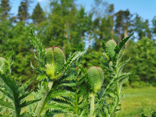 Hairy buds of a perennial ornamental poppy (Papaver) against a blue sky.