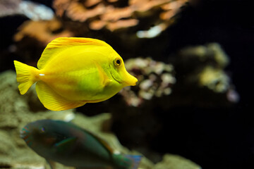 Yellow tang Zebrasoma flavescens fish underwater in sea