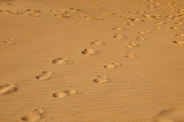 Fototapeta na wymiar Trail of footprints on sand in desert