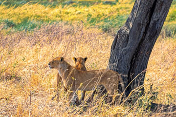 Tanzania, Serengeti park – Lion.