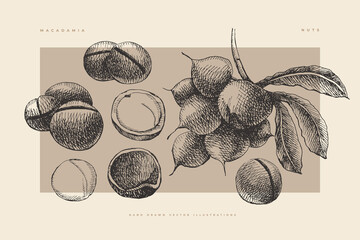 Set of hand-drawn macadame nut. Tropical fetus, open and in a shell. Organic food concept. It can be used as a decoration element for markets, menus, and packaging. Vintage botanical illustrations.
