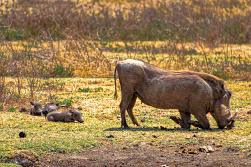 Tanzania, Serengeti park - Common warthog.