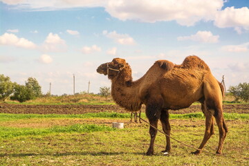 Camel grazes on a field on a farm in a village