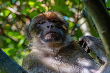 Berberaffe schaut von einem Baum