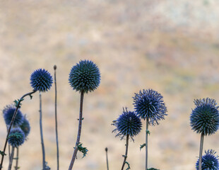 Echinops ritro L, Globe thistle , Small globe thistle.