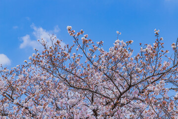 桜と青空