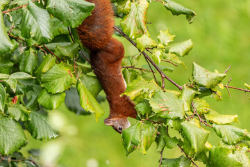 Rotes Eichhörnchen zwischen nassen Blättern