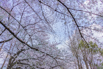 桜と青空