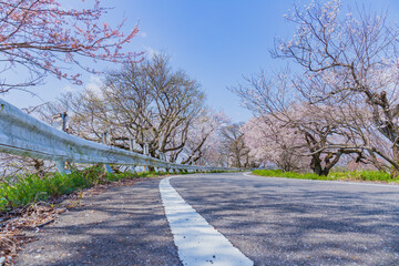 道路沿いに咲く桜