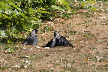 Fototapeta premium Birds and sunshine in Aarhus Botanical Gardens, Denmark