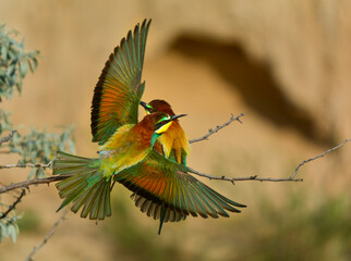 Merops apiaster