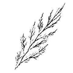 maple leaf vector black outline