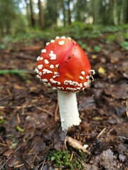 Fly mushroom A toadstool in the forest