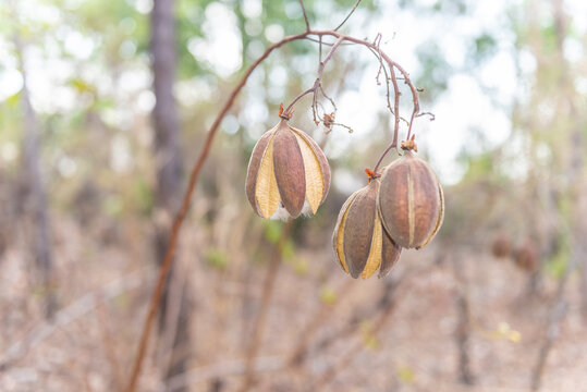 Kapok seeds and cotton