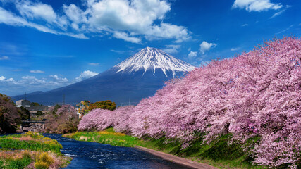 Fuji mountains and cherry blossoms in spring,Shizuoka in Japan.