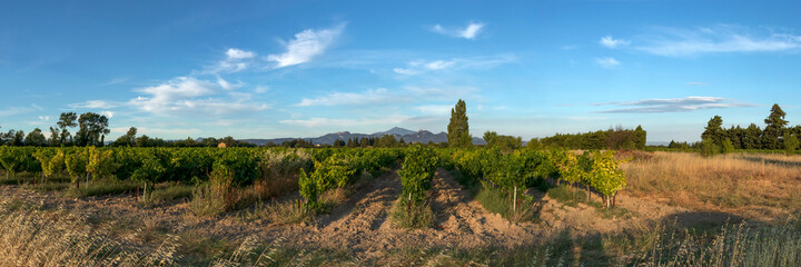 Fototapeta na wymiar Panorama of Vineyard With Mont Ventoux In Background at golden hour, sunset light in Provence, southern France