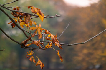 Kasztanowiec jesienią