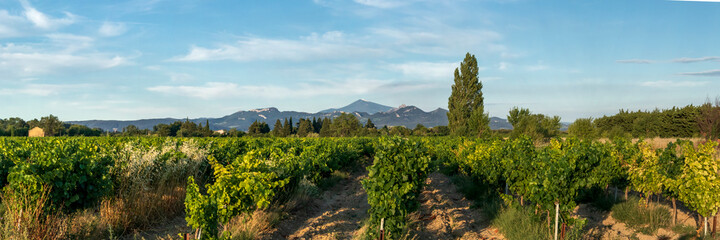 Grape Vines In Vineyard With Mont Ventoux In Background at golden hour, sunset light in Provence,...