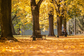 Złota jesień - Park miejski w Zamościu