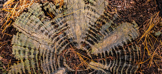 Macro close-up of tree rings and resin in Pine Forest.