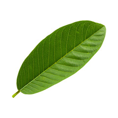Obraz premium Green Guava leaf isolated over white background.