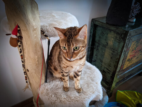 bengal cat on the roof