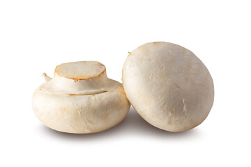 white champignons isolated on a white background