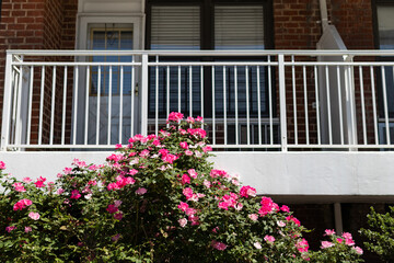 Fototapeta na wymiar Pink Rose Bush in front of a Balcony on an Apartment Building in New York City during the Spring