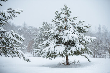Winter landscape with snowy trees and snowflakes. Christmas concept