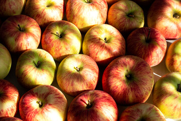 Fresh apples in sunlight. Close up