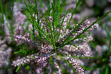 Branches of a flowering coniferous bush.