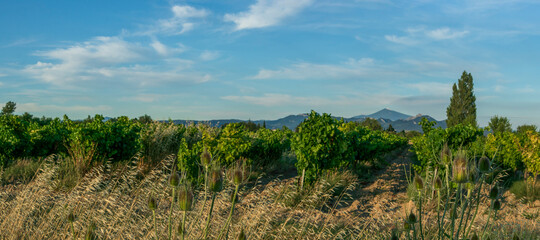 Panorama of Vineyard With Mont Ventoux In Background at golden hour, sunset light in Provence,...